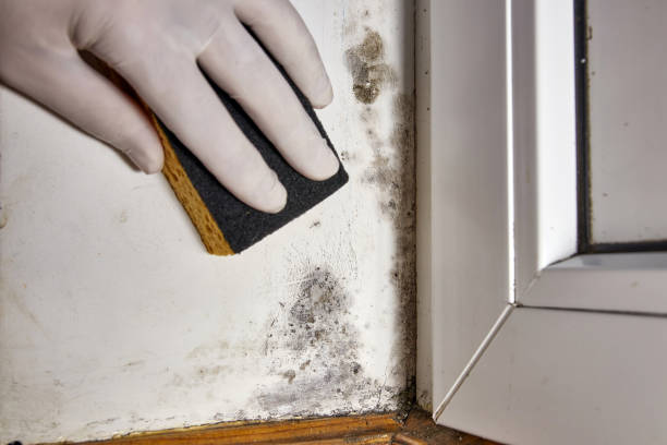 Best Dehumidification Services  in Madison, OH
